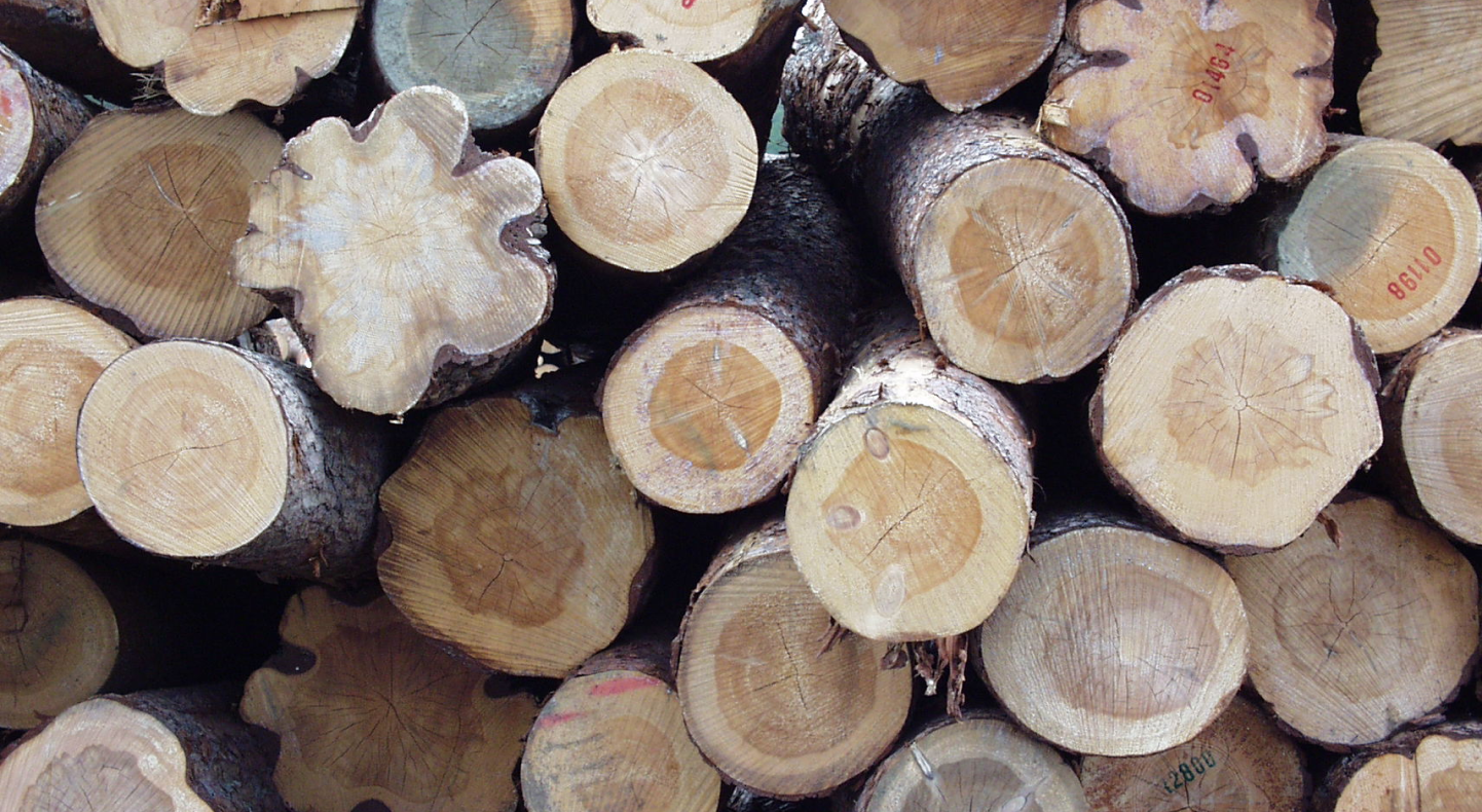 Træstammer klar til at indgå i byggeriet.